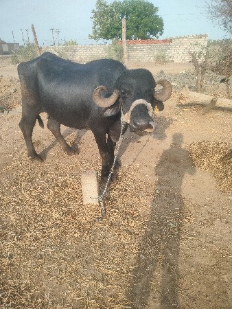 વેચવાની છે