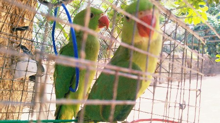 આ પોપટ વેચવાના છે
