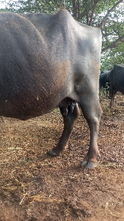 ભેસ વીઆઈગલશે પાચ    3 આચરશે