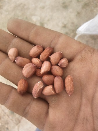 બિયારણ