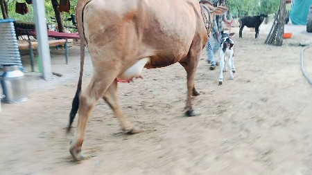 ગાય વેચવાની છે
