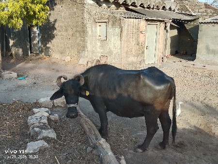 આ ભેંસ વેચવાની છે