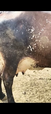 ગીર ક્રોસ ગાય વેચવાની છે.