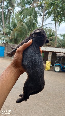 જર્મન સેફર ના પપ્પી ના વેસવાના