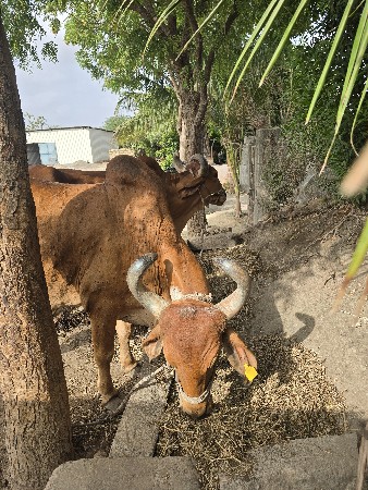 બલદ વેચાણના છે