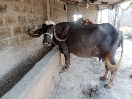 ભેંસ વેચવાની છે.