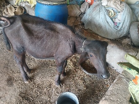padi khadeli vesvani she
