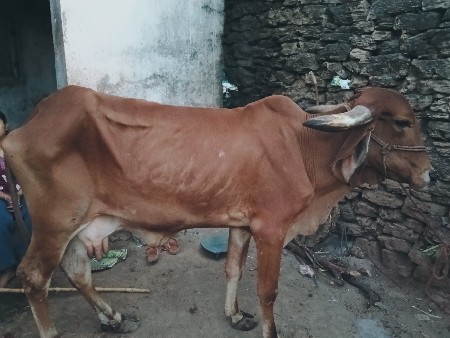 મફત આપવાનિ છે