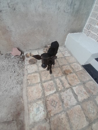 જાફરાબાદી ખડેલી વેચવાની છે