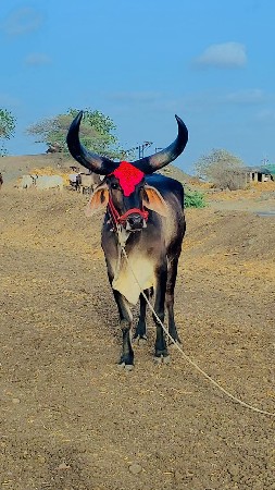 બીપી મારવાડી