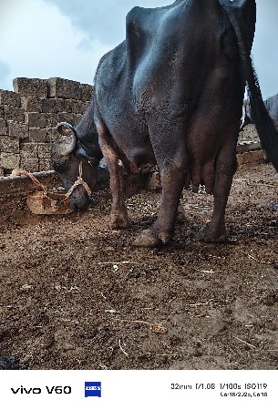 buffalo