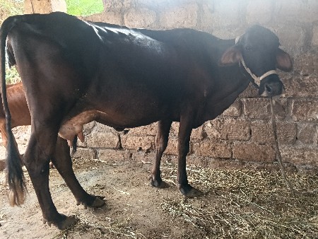જર્સી વેચવાની છે
