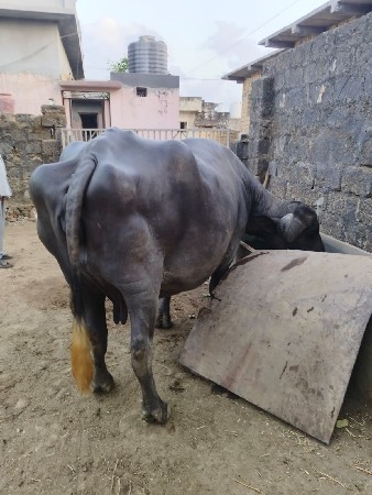 ભેસ વેચવાની છે