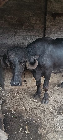 ભેંસ વેચવાની સે