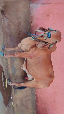 બીજા વેતનની ટોપ ગીર ગાય