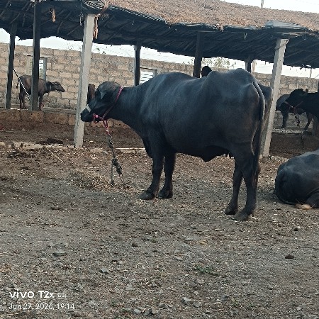 ખડેલી