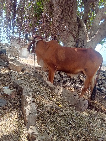 બધ સાલુ ફુલ જવાબ દારી થી દેવા ન