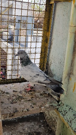 silver male