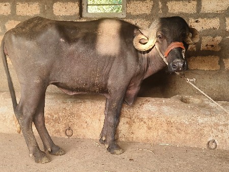 જાફરાબાદી ખળેલી વેચવાની છે