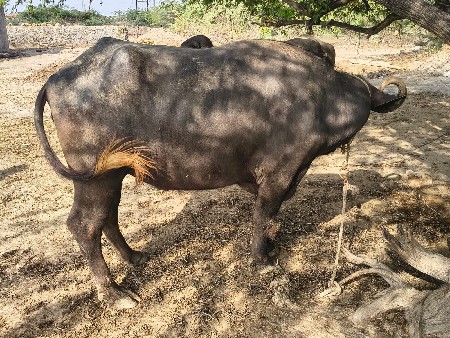 ખડેલું વેચવાનું છે