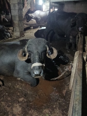 ભેંસ વેચવાની છે