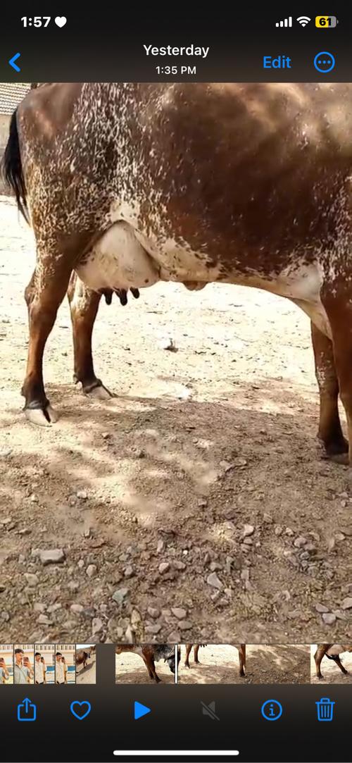 ગાય વેસવાની