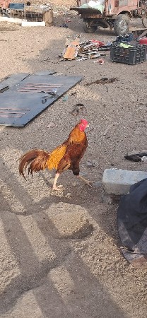 વેચવાના છે