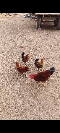 કુકડા વેચવાના છે