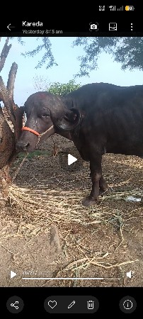 જય લંબાઈ પૂરી