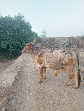 વેચવાનો છે શાવસોજો તનવાવણી