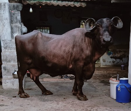 ભેંસ વેચવાની છે