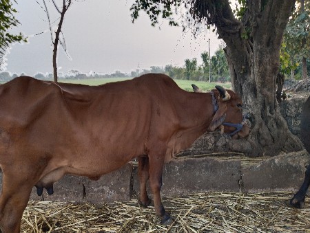 બે ગાય વેસવા ની છે