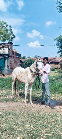 ઘોડી વેચવાની છે