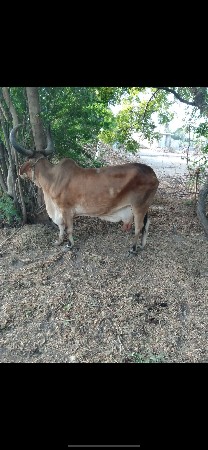 3,ગાય વેચવાની છે