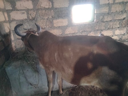 બે ગાય દેવાની સે વસેરી કે ઘોંટી