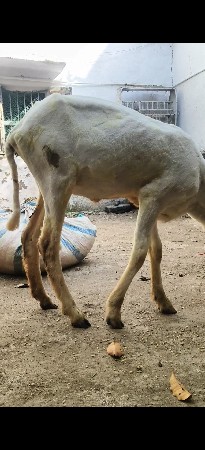 ઘૅટી ગાડર છે