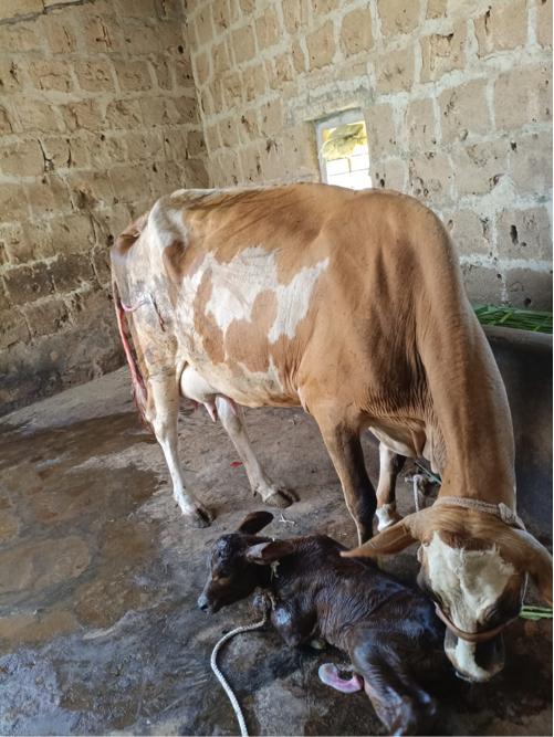 ગાય વેચવાનિ છે.