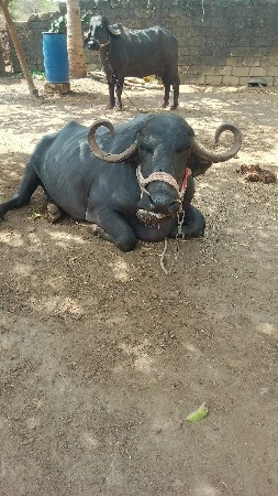 આ ભેંસ વેચવાની છે અને