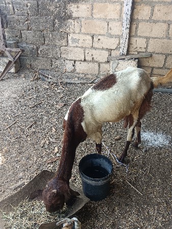 આ નંબર ઉપર ફોન કરો 9228640324