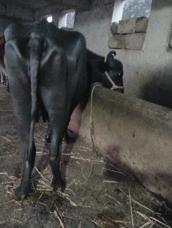 ભેંસ વેચવાની છે