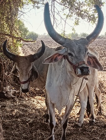ગોઢલા વેસવાના છે