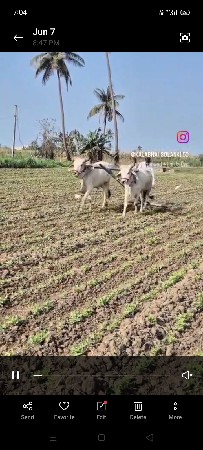 ગોઢલા પેલીઘરનાછે