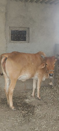 sankar gay