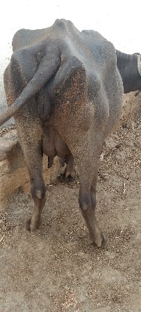 ભેસ.વેસવાની