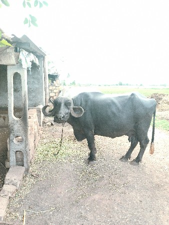 વેચવાની સે