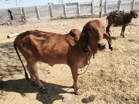 વેચાણ