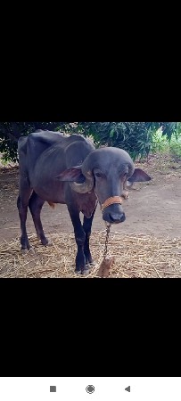 જાફરાબાદી ખડી વેચવાની છે