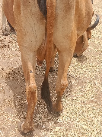 ગાયઘાભણછે