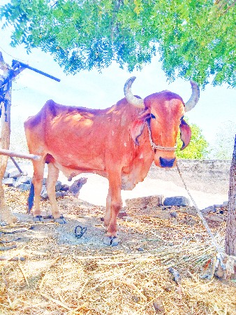 વેચાણ થઈ છે