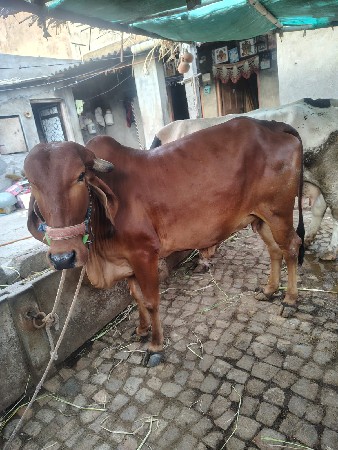પેલું વેતર વીયાસે ગીર ગાય વેચવાની